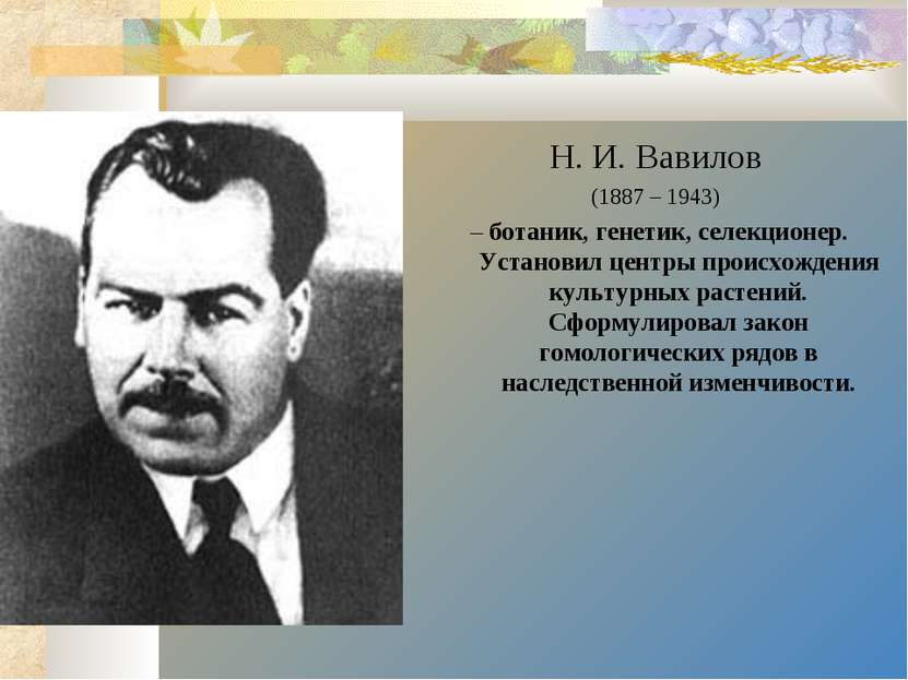 Н. И. Вавилов (1887 – 1943) – ботаник, генетик, селекционер. Установил центры...
