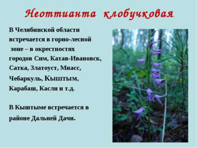 Неоттианта клобучковая В Челябинской области встречается в горно-лесной зоне ...