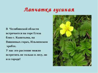 Лапчатка гусиная В Челябинской области встречается на горе Егоза близ г. Кышт...