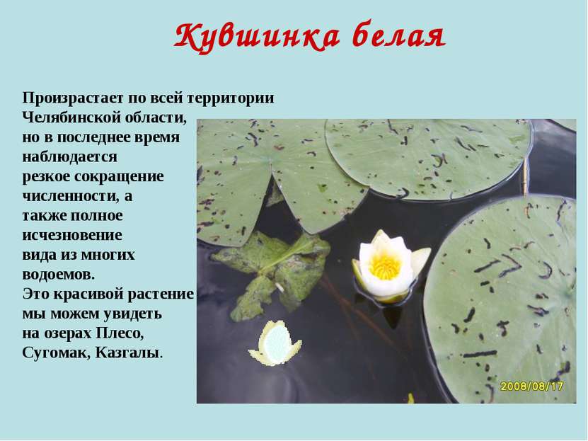 Кувшинка белая Произрастает по всей территории Челябинской области, но в посл...