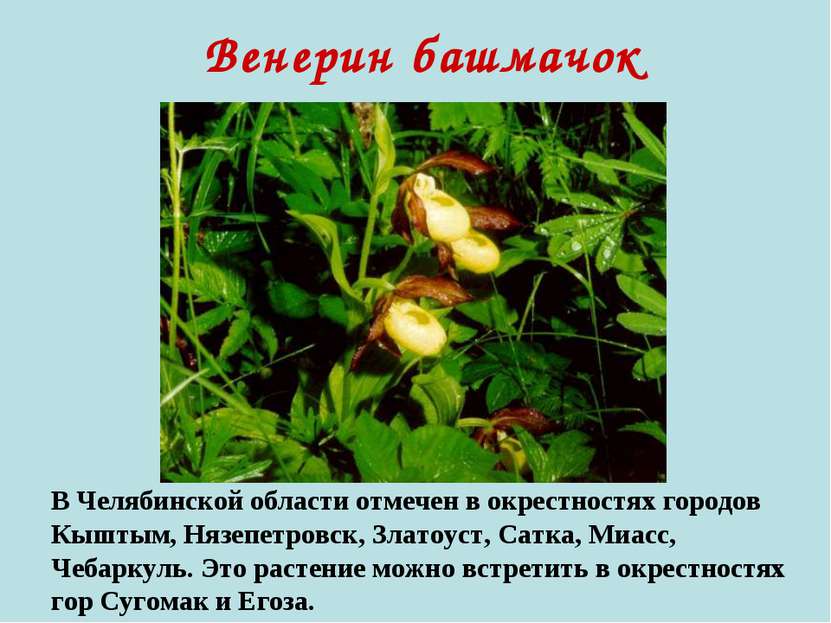 Венерин башмачок В Челябинской области отмечен в окрестностях городов Кыштым,...