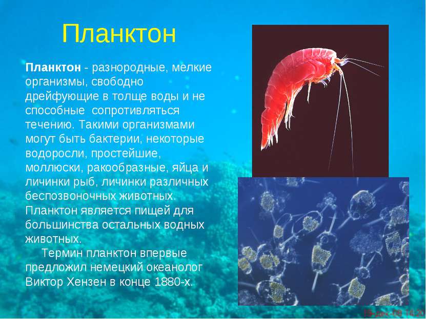 Планктон Планктон - разнородные, мелкие организмы, свободно дрейфующие в толщ...