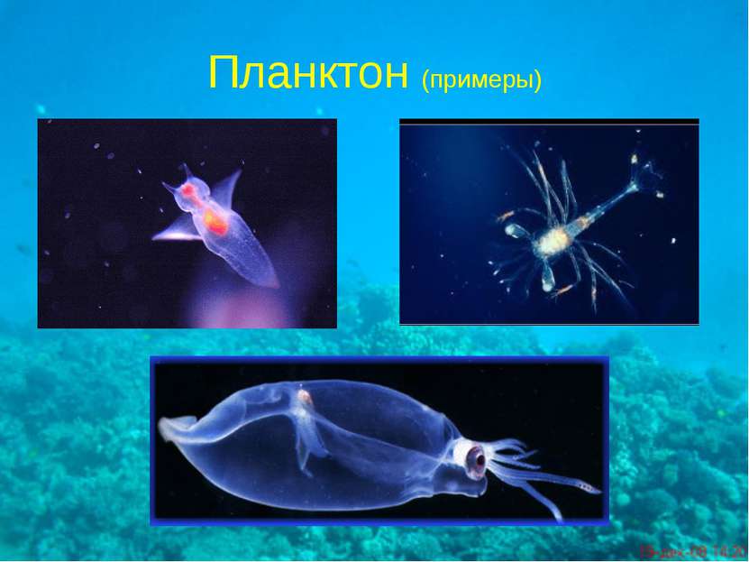 Планктон (примеры)