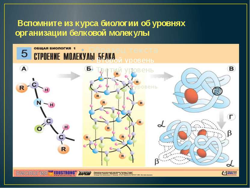 Вспомните из курса биологии об уровнях организации белковой молекулы