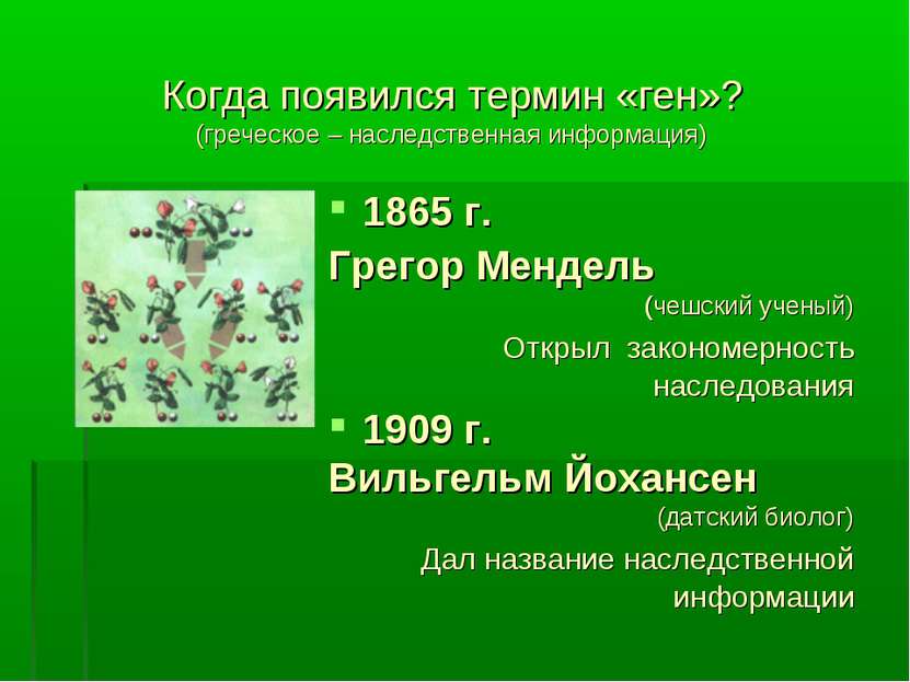 Когда появился термин «ген»? (греческое – наследственная информация) 1865 г. ...