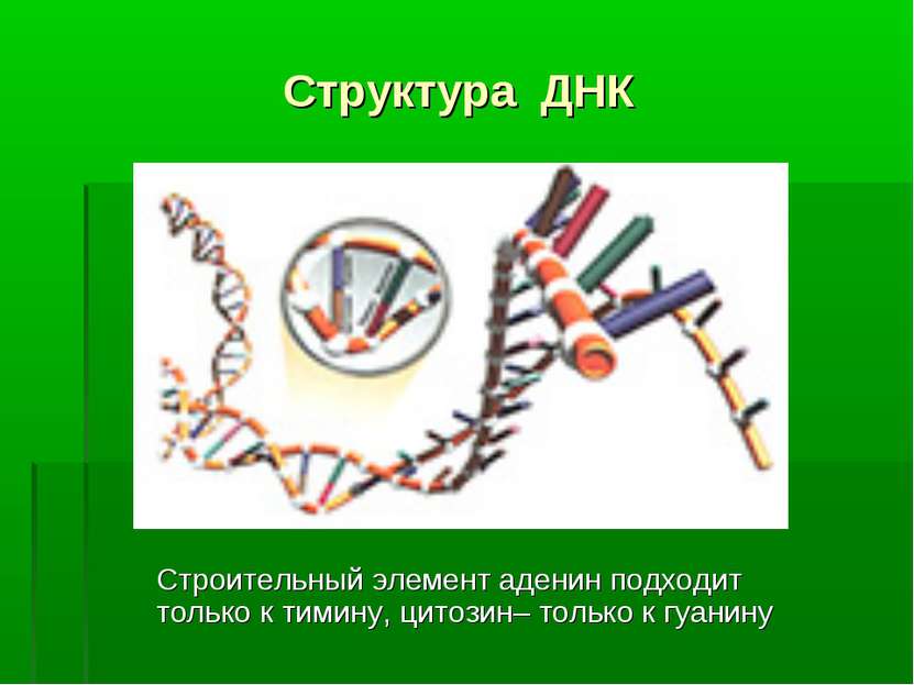 Структура ДНК Строительный элемент аденин подходит только к тимину, цитозин– ...