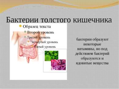 Бактерии толстого кишечника бактерии образуют некоторые витамины, но под дейс...