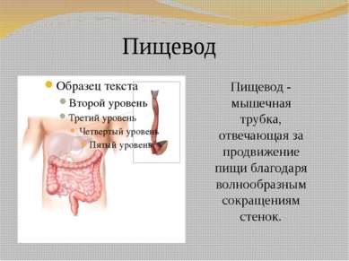 Пищевод Пищевод - мышечная трубка, отвечающая за продвижение пищи благодаря в...