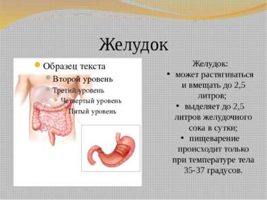 Желудок Желудок: может растягиваться и вмещать до 2,5 литров; выделяет до 2,5...