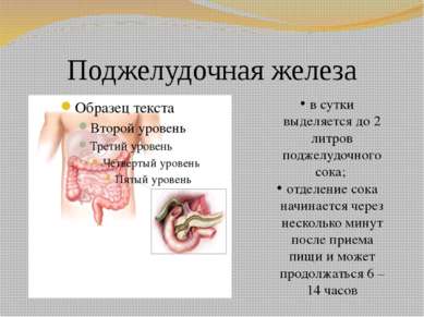 Поджелудочная железа в сутки выделяется до 2 литров поджелудочного сока; отде...