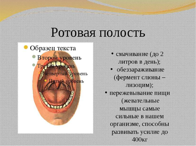 Ротовая полость смачивание (до 2 литров в день); обеззараживание (фермент слю...