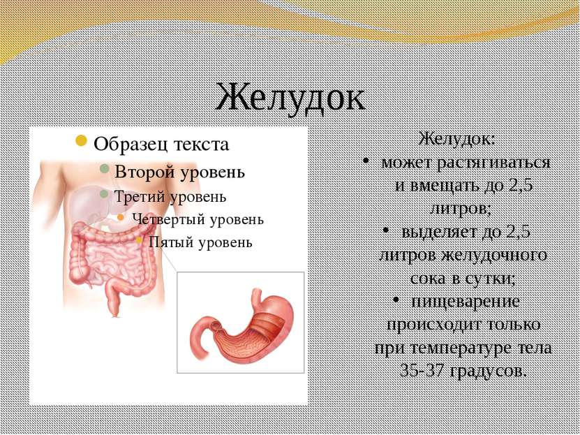 Желудок Желудок: может растягиваться и вмещать до 2,5 литров; выделяет до 2,5...