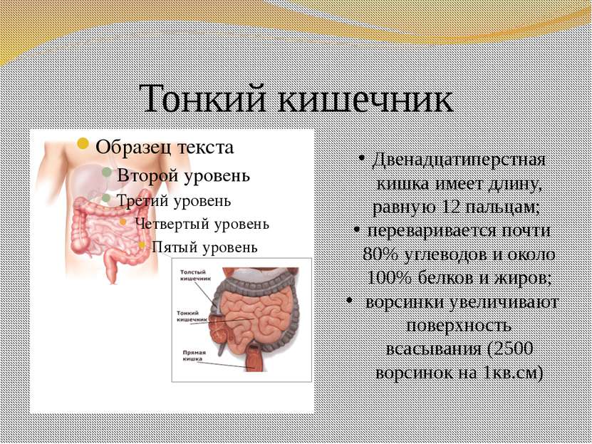 Тонкий кишечник Двенадцатиперстная кишка имеет длину, равную 12 пальцам; пере...