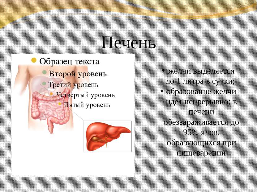 Печень желчи выделяется до 1 литра в сутки; образование желчи идет непрерывно...