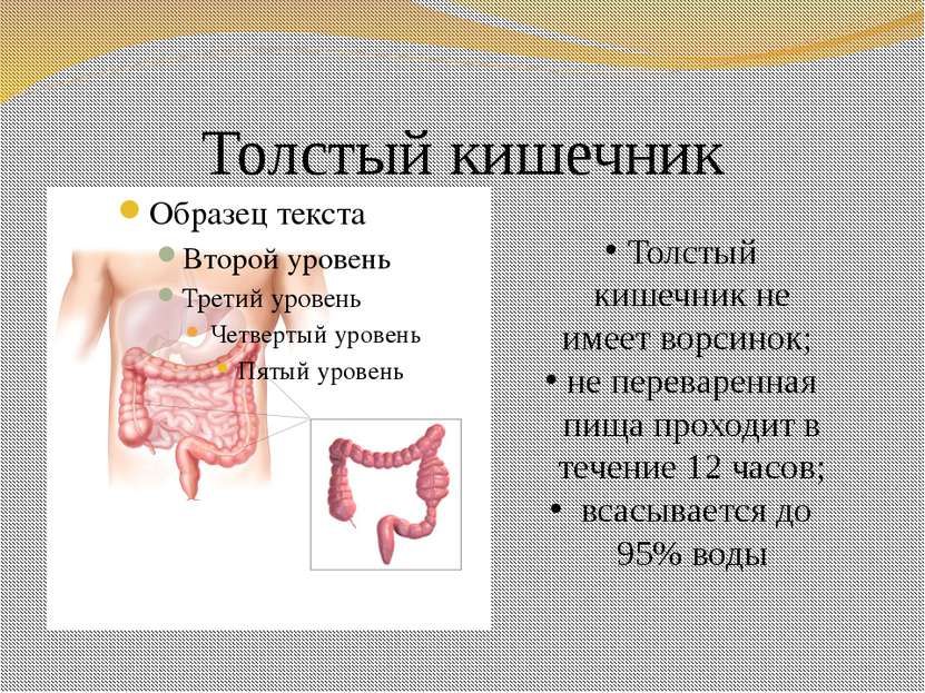 Толстый кишечник Толстый кишечник не имеет ворсинок; не переваренная пища про...