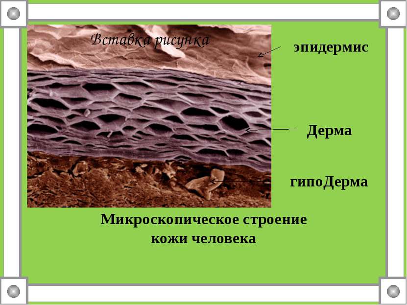 Микроскопическое строение кожи человека эпидермис Дерма гипоДерма