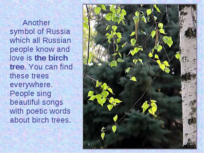 Another symbol of Russia which all Russian people know and love is the birch ...