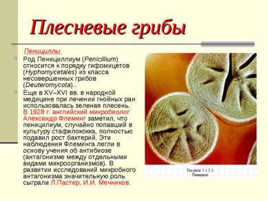 Плесневые грибы Пенициллы Род Пенициллиум (Penicillium) относится к порядку г...