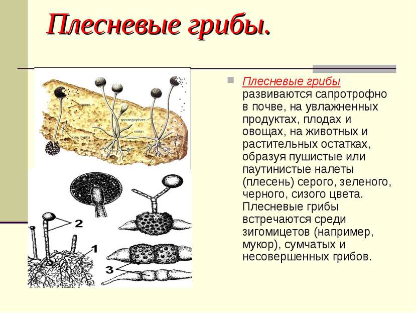 Плесневые грибы. Плесневые грибы развиваются сапротрофно в почве, на увлажнен...