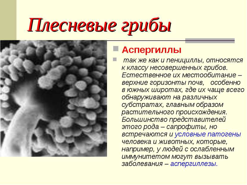 Плесневые грибы Аспергиллы так же как и пенициллы, относятся к классу несовер...