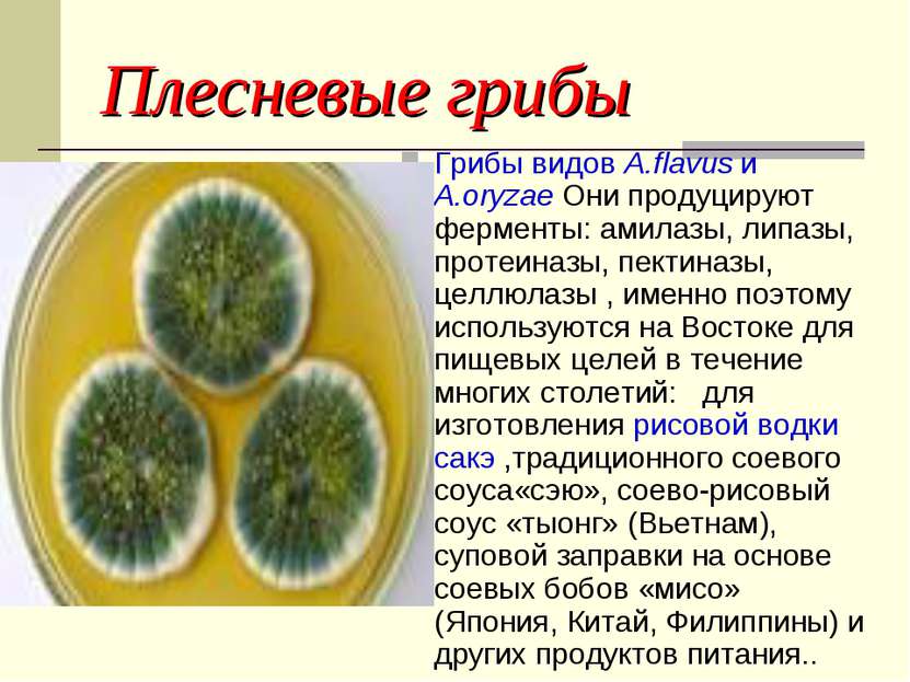 Плесневые грибы Грибы видов A.flavus и A.oryzae Они продуцируют ферменты: ами...