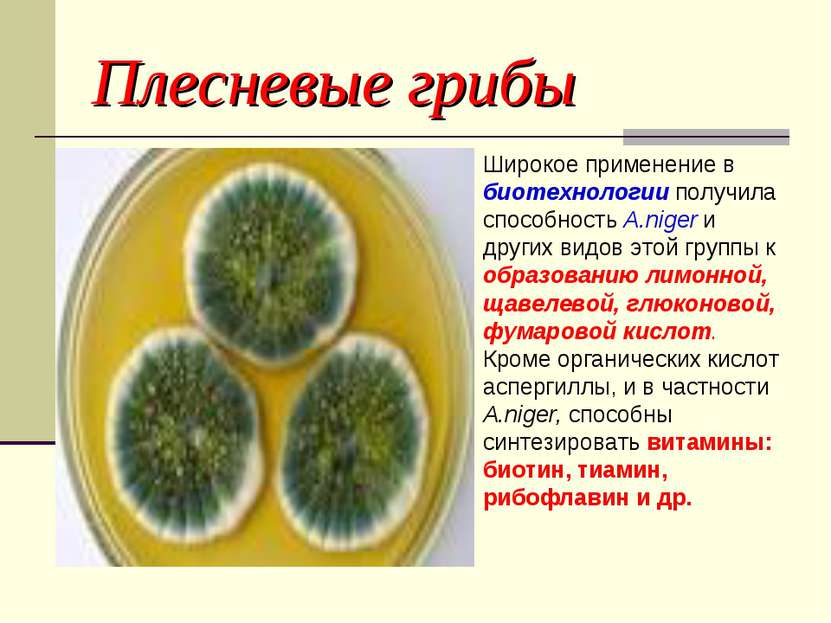 Плесневые грибы Широкое применение в биотехнологии получила способность A.nig...