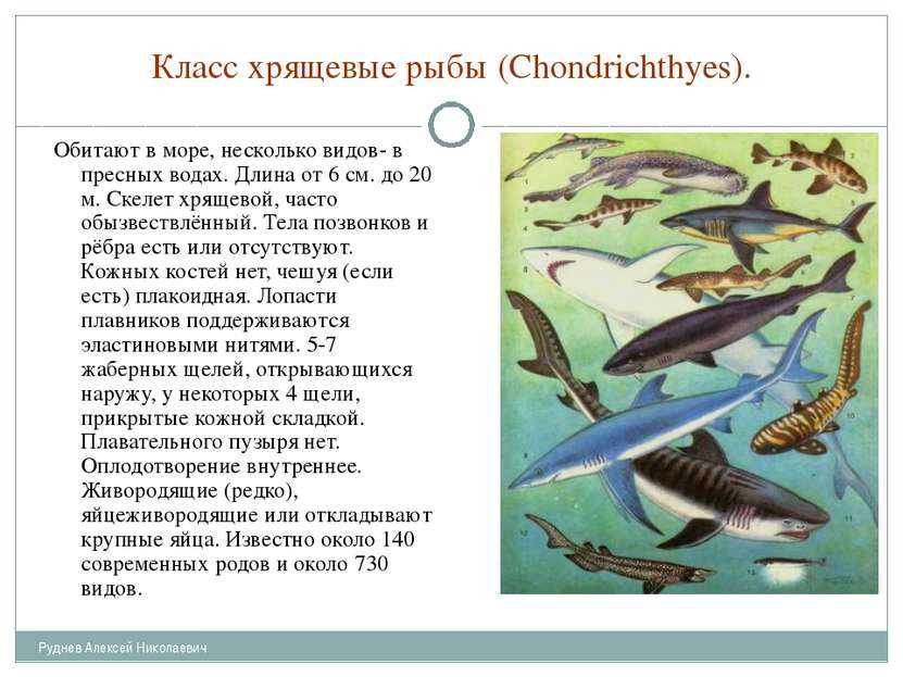 Класс хрящевые рыбы (Chondrichthyes). Обитают в море, несколько видов- в прес...
