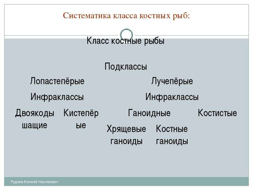 Систематика класса костных рыб: Руднев Алексей Николаевич Класс костные рыбы ...