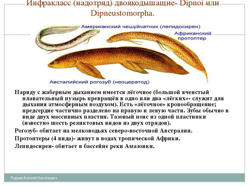 Инфракласс (надотряд) двоякодышащие- Dipnoi или Dipneustomorpha. Наряду с жаб...