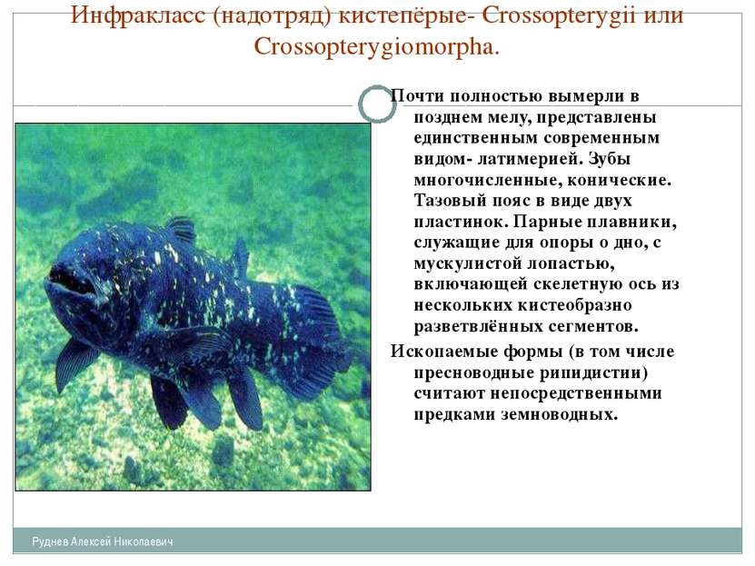 Инфракласс (надотряд) кистепёрые- Crossopterygii или Crossopterygiomorpha. По...