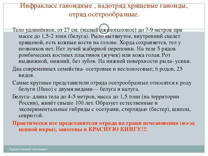 Инфракласс ганоидные , надотряд хрящевые ганоиды, отряд осётрообразные. Рудне...