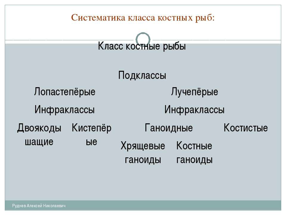 Русский язык 7 класс рыб. Класс рыбы систематика. Систематика костных рыб. Класс костные рыбы подклассы. Систематика надкласса рыбы.