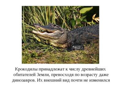 Крокодилы принадлежат к числу древнейших обитателей Земли, превосходя по возр...