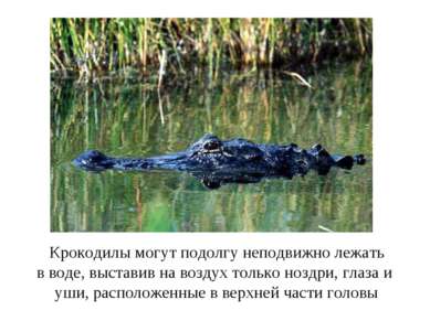 Крокодилы могут подолгу неподвижно лежать в воде, выставив на воздух только н...