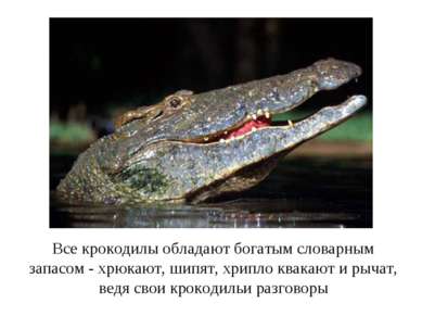 Все крокодилы обладают богатым словарным запасом - хрюкают, шипят, хрипло ква...