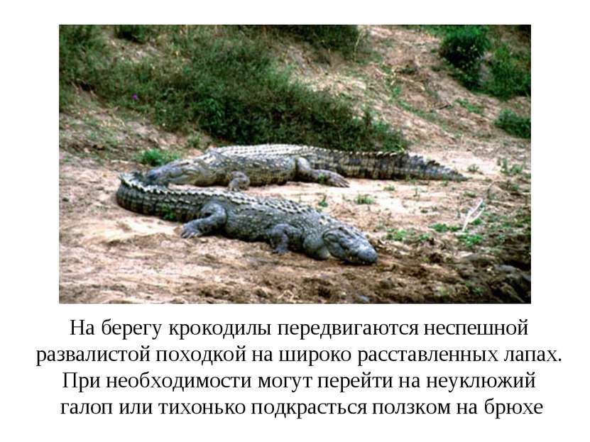На берегу крокодилы передвигаются неспешной развалистой походкой на широко ра...