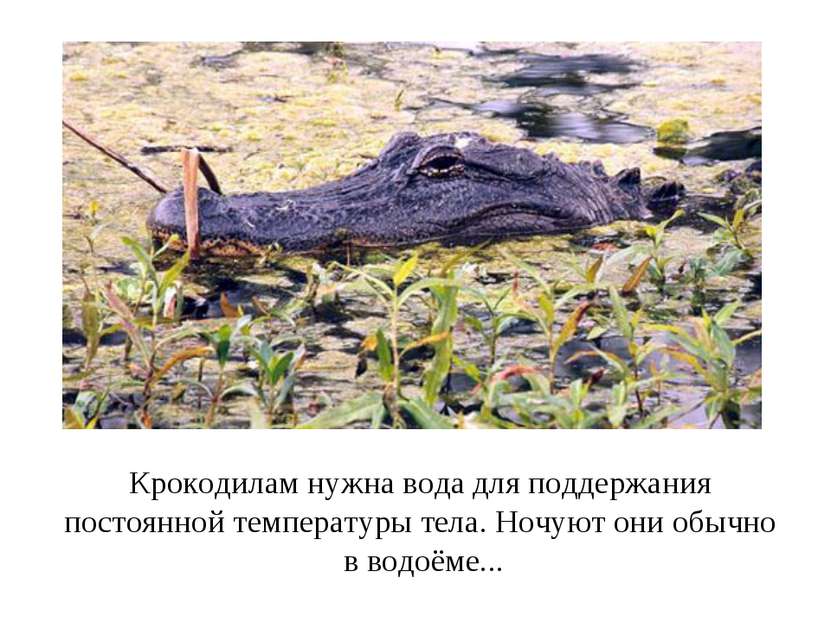 Крокодилам нужна вода для поддержания постоянной температуры тела. Ночуют они...