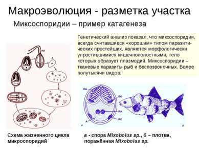 Макроэволюция - разметка участка Миксоспоридии – пример катагенеза Генетическ...