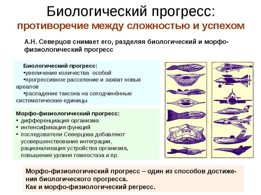 Биологический прогресс: противоречие между сложностью и успехом А.Н. Северцов...