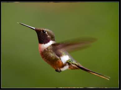 Самая маленькая среди птиц – колибри-шмель: она лишь немного крупнее обычного...