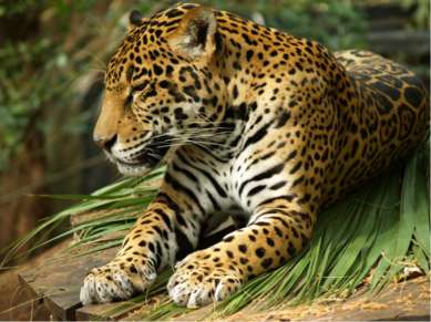 Самый крупный хищник из семейства кошачьих в Южной Америке – ягуар. Он весит ...