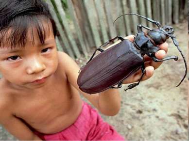 Один из самых больших на Земле жуков — редкое насекомое из Южной Америки — др...