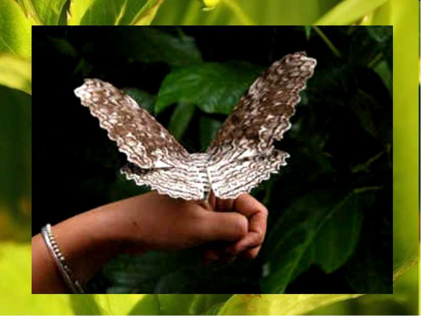 Самая крупная в мире бабочка-агриппина: размах ее крыльев достигает 27 см. Oн...