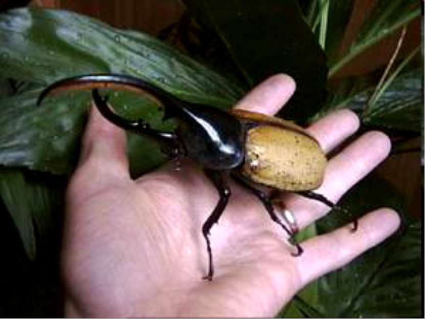 Самым крупным в мире жуком является также геркулес длиной от 15 см до 18 см.
