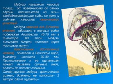 Медузы населяют морские толщи от поверхности до самых глубин, большинство из ...