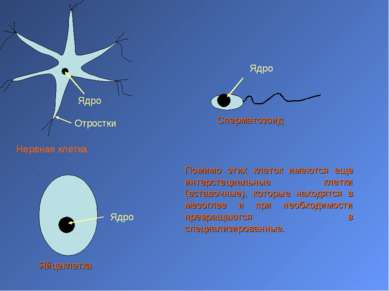 Ядро Отростки Нервная клетка Ядро Яйцеклетка Ядро Сперматозоид Помимо этих кл...
