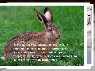 Заяц-беляк — это травоядное животное… Зайцы-беляки не имеют проблем с питание...