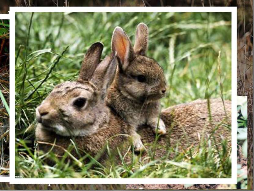 Потомство зайца-беляка… Потомство зайчихи приносят три раза в год. Но в Якути...