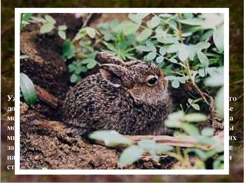 Уже в первый день жизни зайчата, а их рождается от 1-го до 11-ти, способны са...