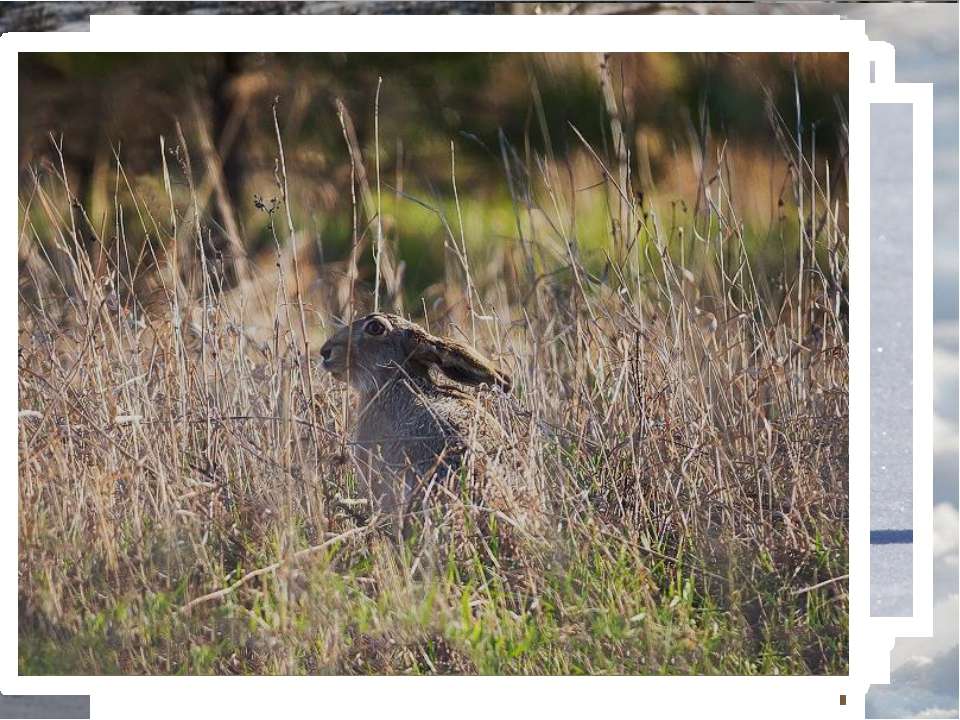 У зайца русака глаза коричневые. Сын-летчик Москва-река заяц-Беляк. Покажи настоящего зайца 45 сантиметров сантиметров.